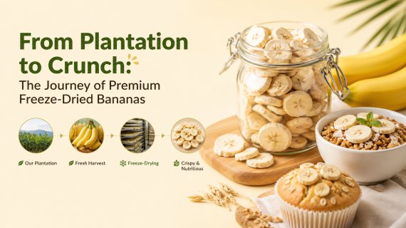 From Plantation to Crunch: The Journey of Premium Freeze-Dried Bananas