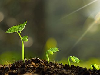 Plant lighting solution -- UV LED lighting treatment