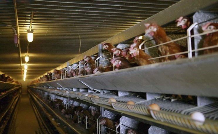 Steel Frame Poultry Housing