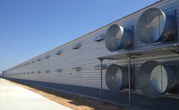 Economic Poultry Raising House