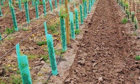 ツリーシェルター植物保護具