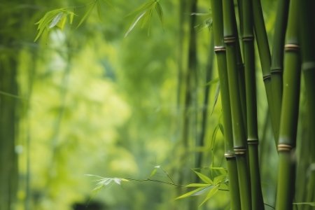 竹の不思議： 持続可能な自然の巨人