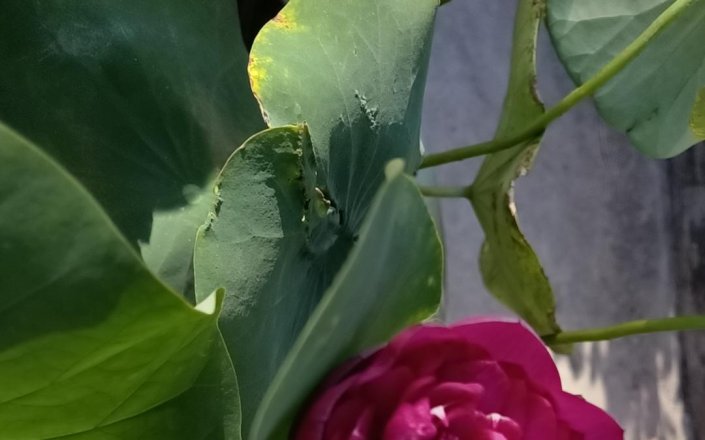 Qingdao Haosaite Plastic Machinery In a corner of summer, the lotus just peeks out