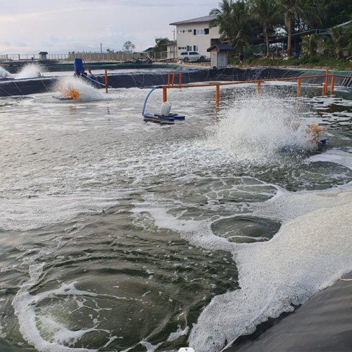 Shrimp Farming