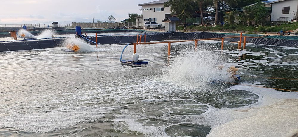 Shrimp Farming